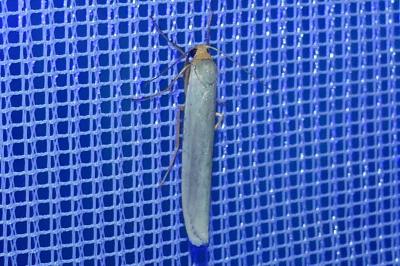 <i>Eilema caniola</i>