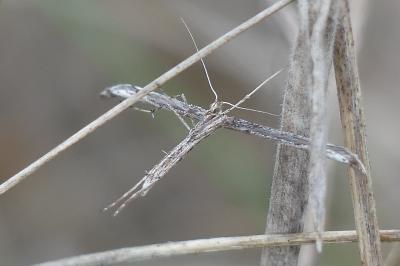 <i>Pterophorus</i>