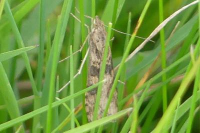 <i>Nomophila noctuella</i>