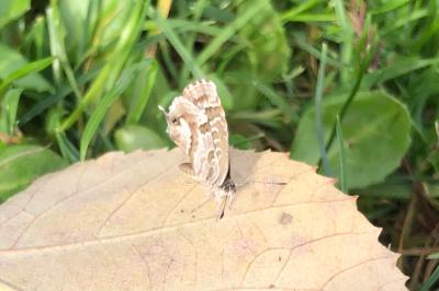 <i>Cacyreus marshalli</i>