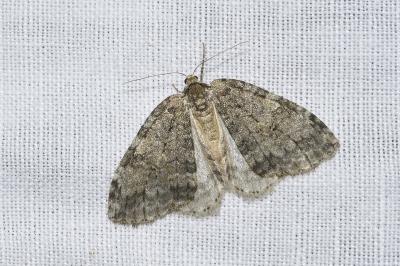 <i>Epirrita dilutata</i>