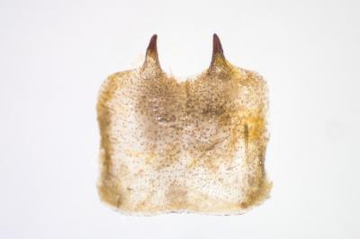 <i>Epirrita dilutata</i>