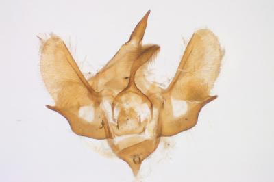 <i>Epirrita dilutata</i>