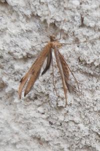 <i>Pterophorus</i>