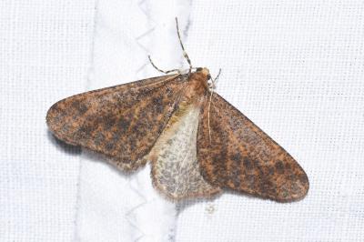 <i>Erannis defoliaria</i>