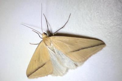 <i>Rhodometra sacraria</i>