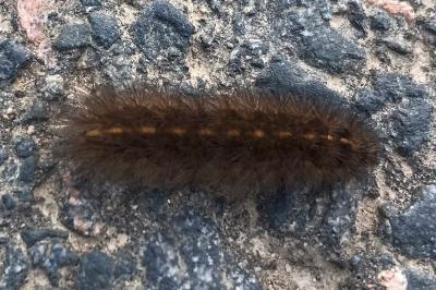<i>Phragmatobia fuliginosa</i>