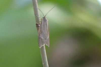 <i>Diurnea lipsiella</i>