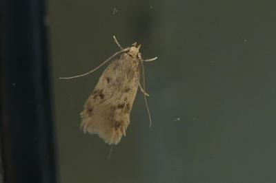 <i>Borkhausenia nefrax</i>