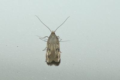 <i>Borkhausenia nefrax</i>