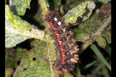 <i>Acronicta rumicis</i>