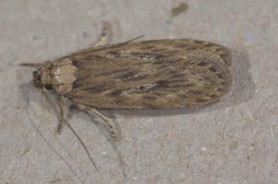 <i>Depressaria radiella</i>