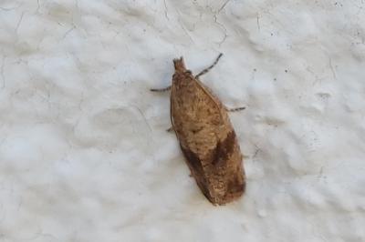 <i>Celypha striana</i>