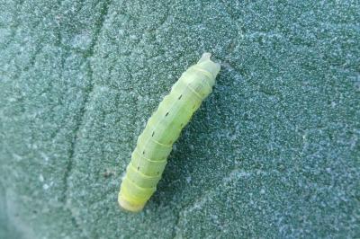 <i>Noctua pronuba</i>