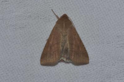 <i>Helicoverpa armigera</i>