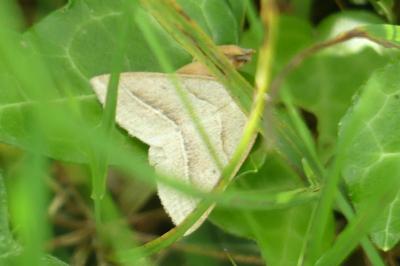 <i>Petrophora chlorosata</i>