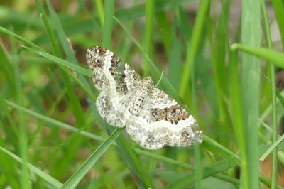 <i>Epirrhoe alternata</i>