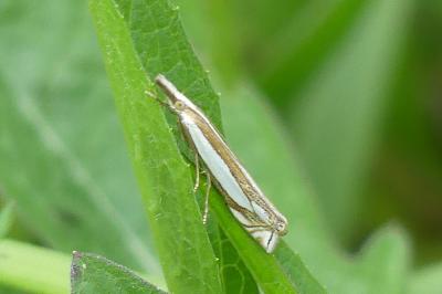 <i>Crambus pascuella</i>