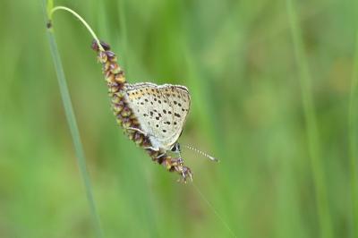 <i>Lycaena tityrus</i>