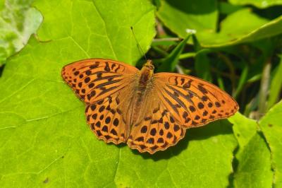 <i>Argynnis paphia</i>