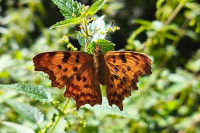 <i>Polygonia c-album</i>