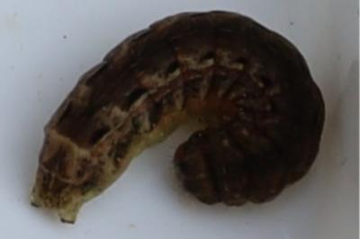 <i>Noctua pronuba</i>