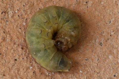 <i>Noctua pronuba</i>