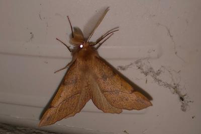 <i>Colotois pennaria</i>
