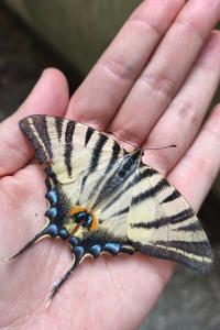 <i>Iphiclides podalirius</i>
