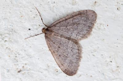 <i>Operophtera brumata</i>