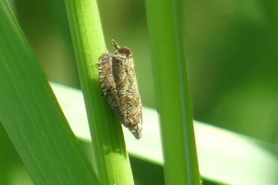 <i>Dichrorampha</i>