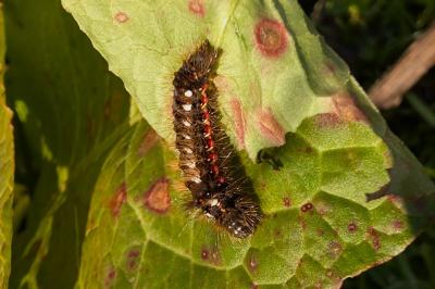 <i>Acronicta rumicis</i>