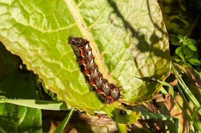 <i>Acronicta rumicis</i>