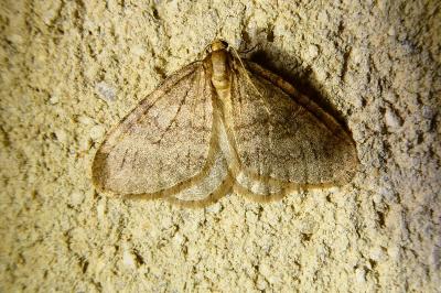 <i>Operophtera brumata</i>