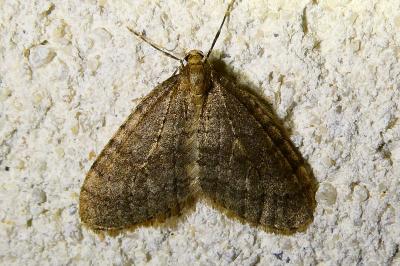 <i>Operophtera brumata</i>