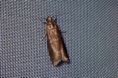 <i>Cryptoblabes bistriga</i>