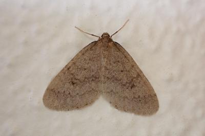 <i>Operophtera brumata</i>