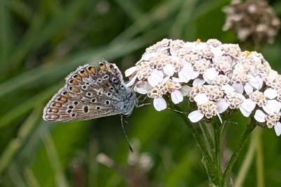 <i>Polyommatus icarus</i>