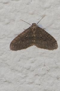 <i>Operophtera brumata</i>