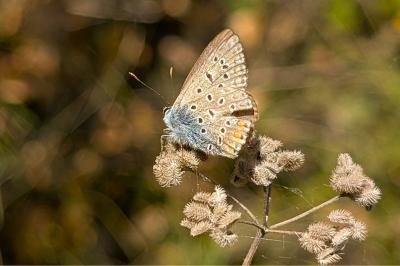 <i>Polyommatus icarus</i>