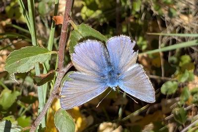 <i>Polyommatus icarus</i>