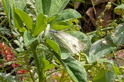 <i>Pieris napi</i>