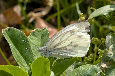 <i>Pieris napi</i>