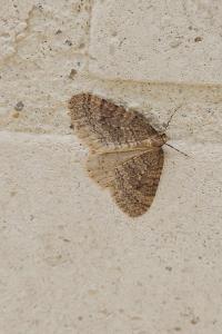<i>Operophtera brumata</i>