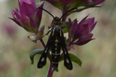 <i>Chamaesphecia aerifrons</i>