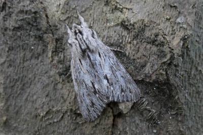 <i>Asteroscopus sphinx</i>