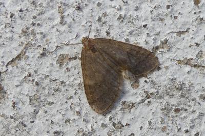 <i>Operophtera brumata</i>