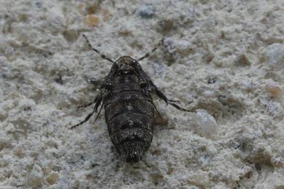 <i>Operophtera brumata</i>
