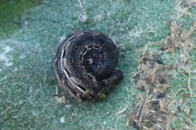 <i>Noctua pronuba</i>