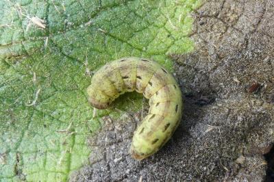 <i>Noctua pronuba</i>